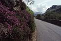 RWT 0314 337-18 UK Heather Wales